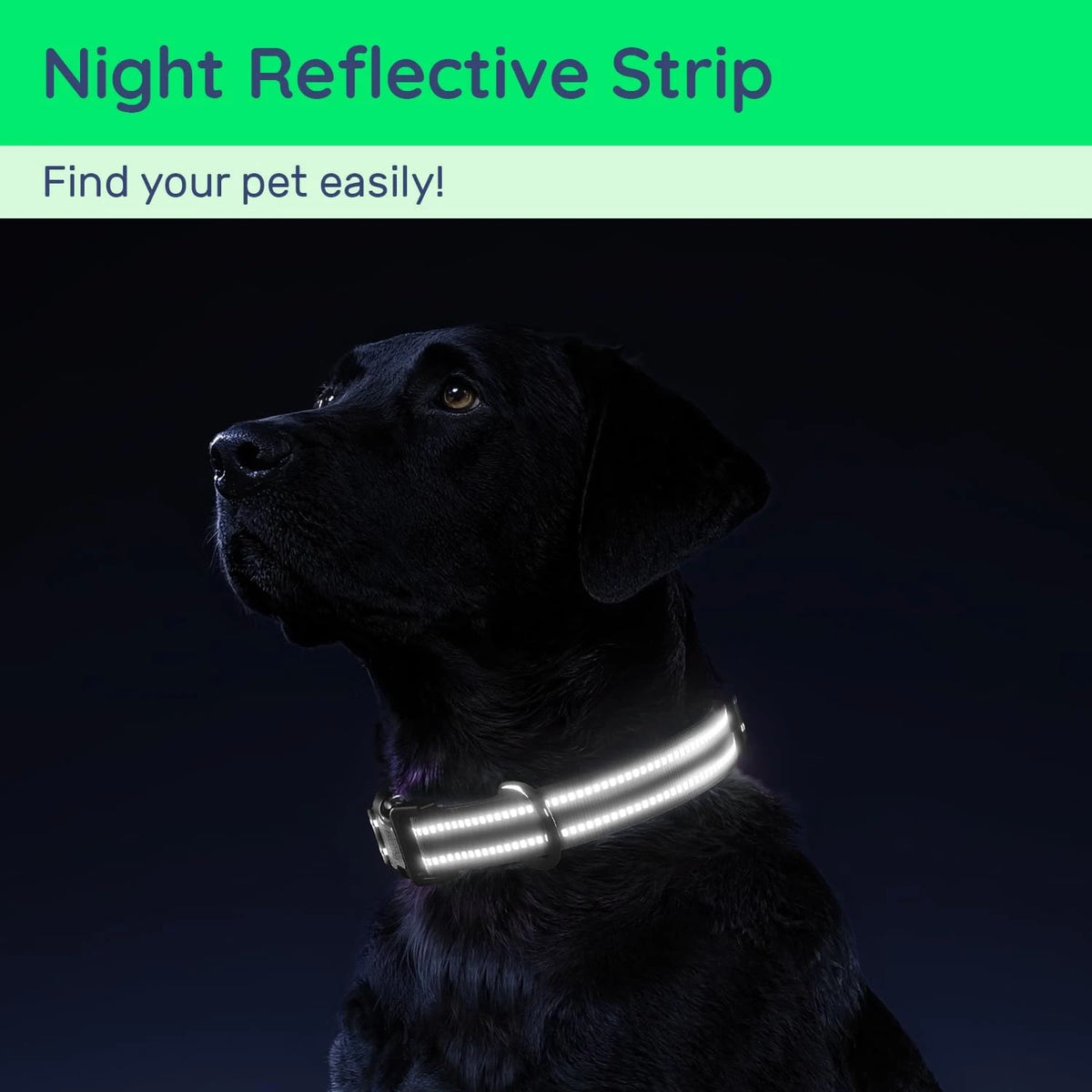 Collar para Perro con Placa QR y Funda para Localizador – Reflectante y resistente al agua